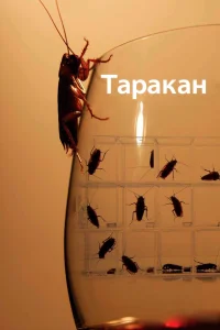 Таракан